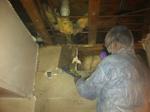 Technician cutting out mold-damaged drywall and insulation