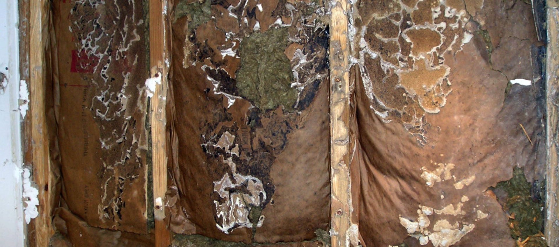 Mold growth across wall framing and insulation inside an opened wall